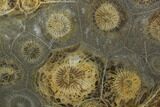 Polished Fossil Coral (Actinocyathus) - Morocco #100612-1